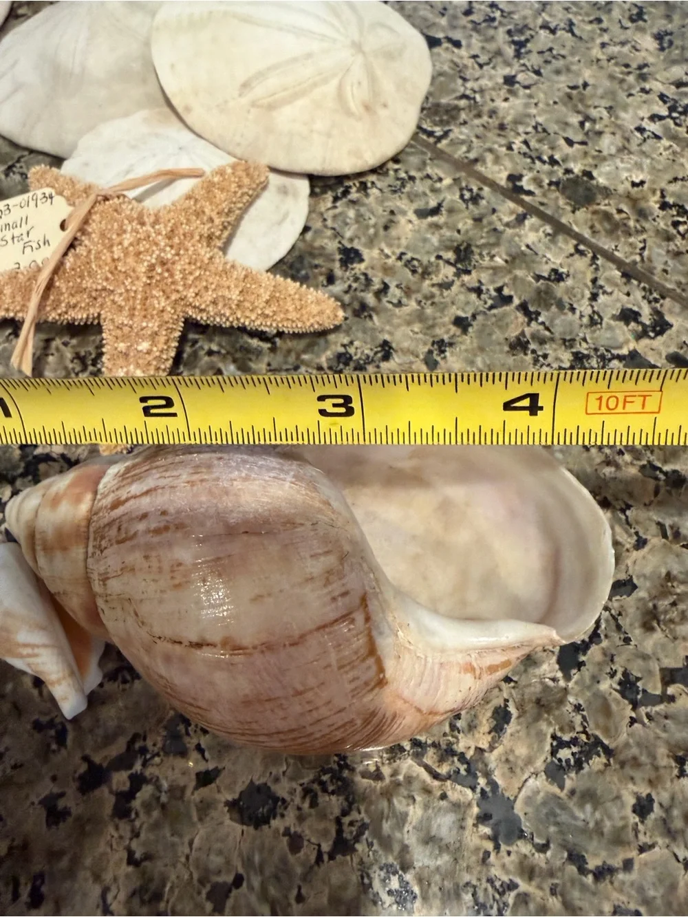 Natural Sea Shell Lot Starfish Sand Dollars Clam Shells Conch Shells